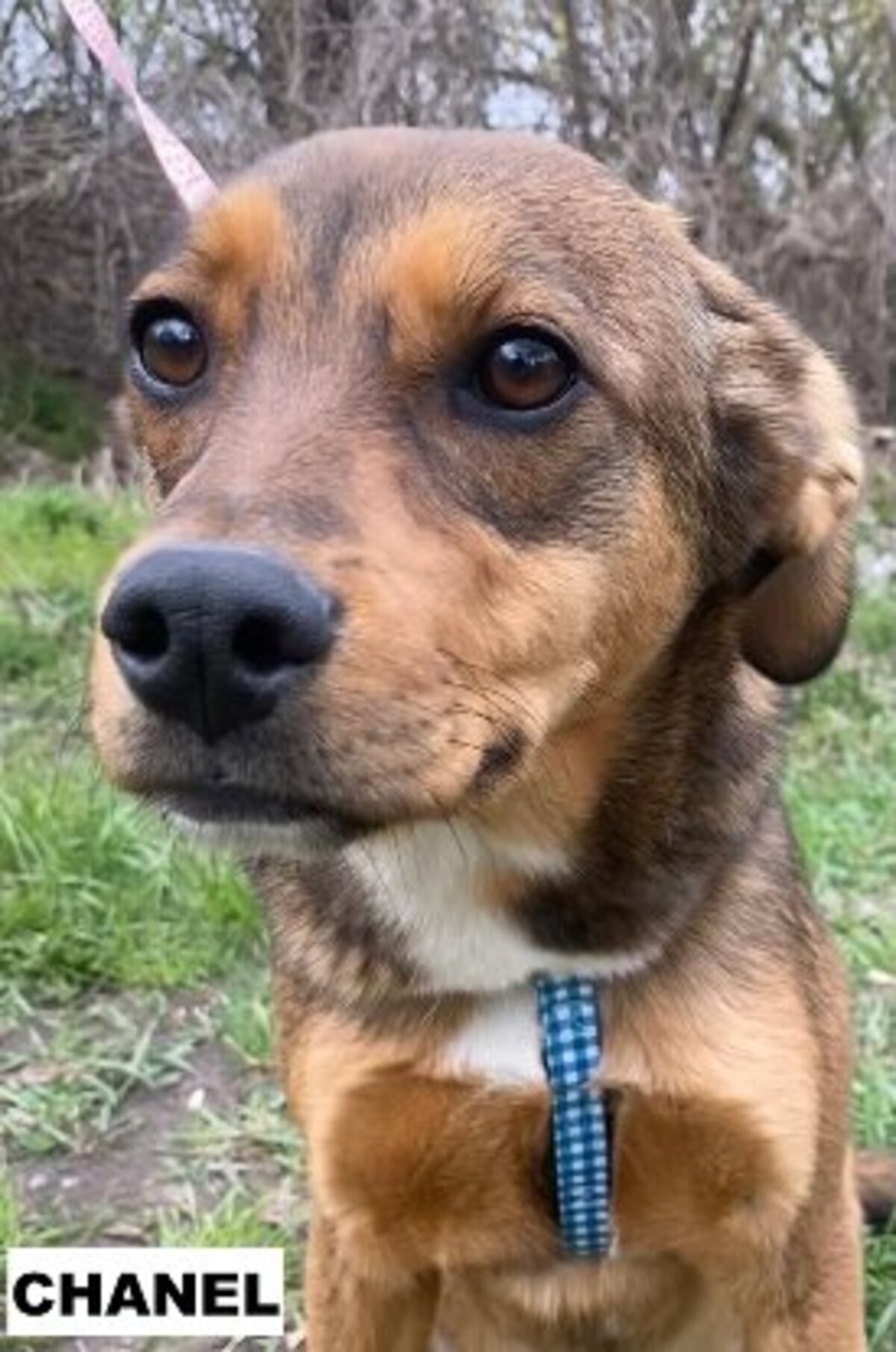 Adoption Chanel