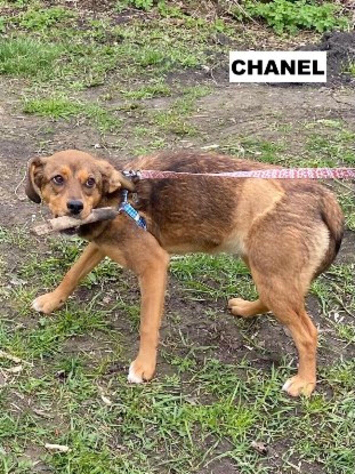 Adoption Chanel