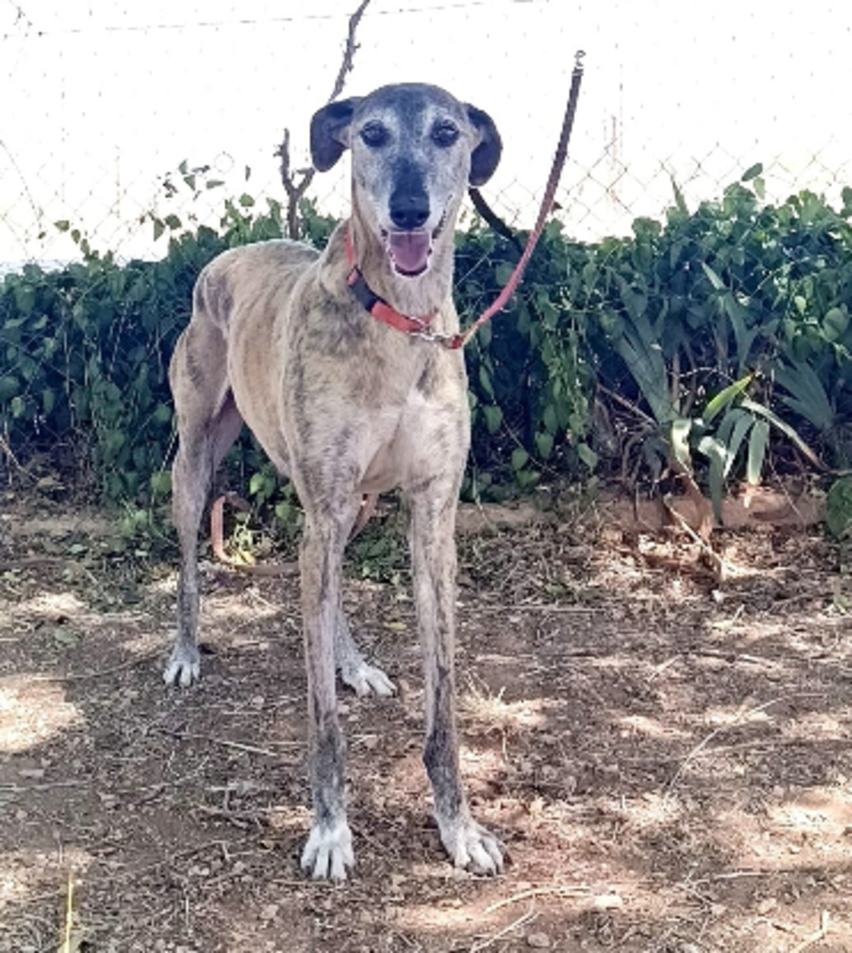 Adoption Chapu