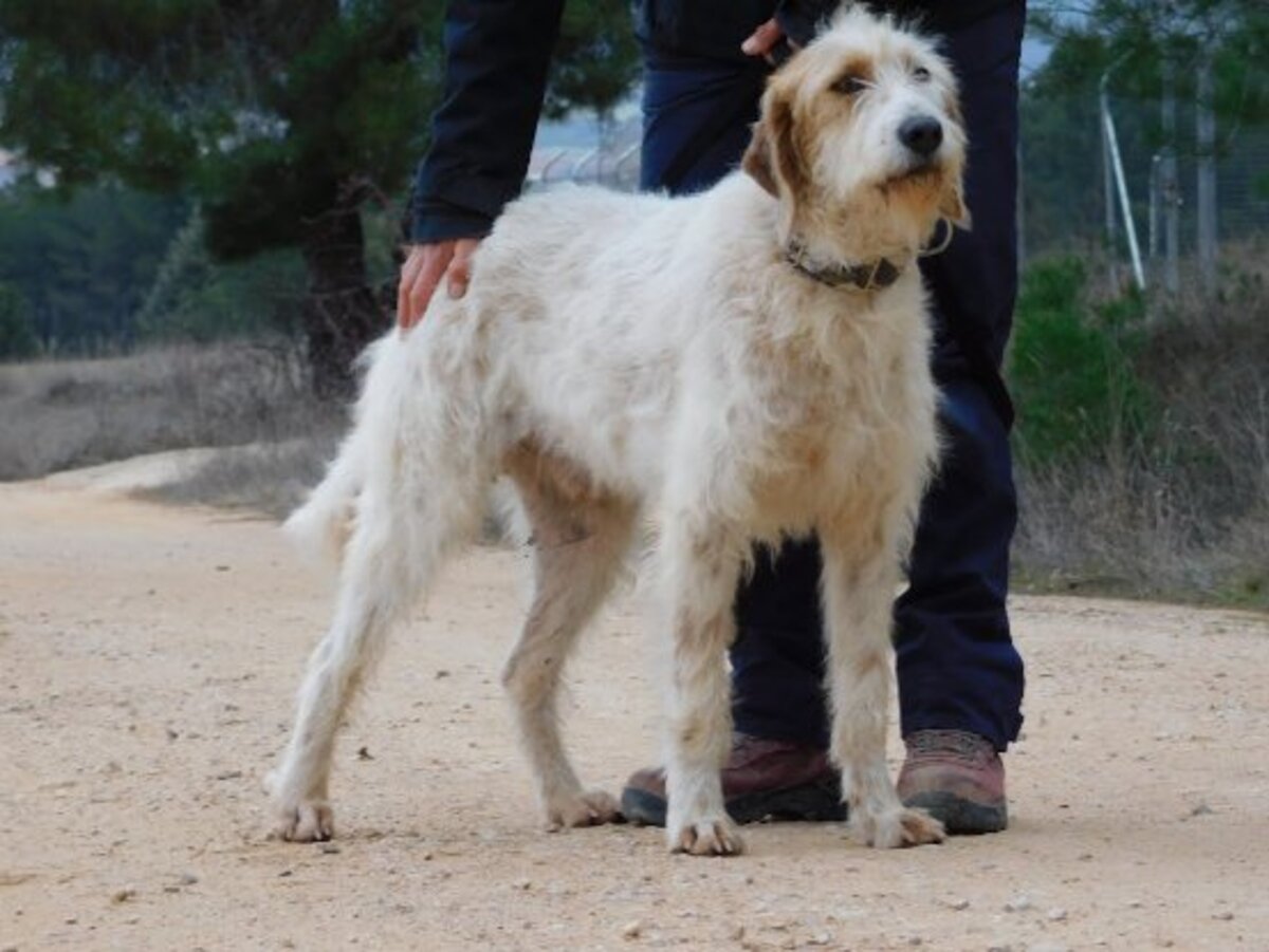 Adoption Charco