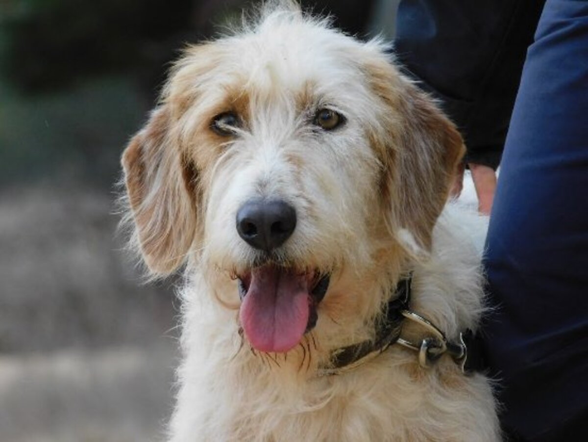 Adoption Charco