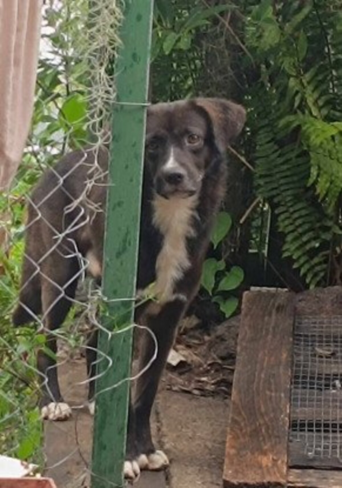 Adoption Charli