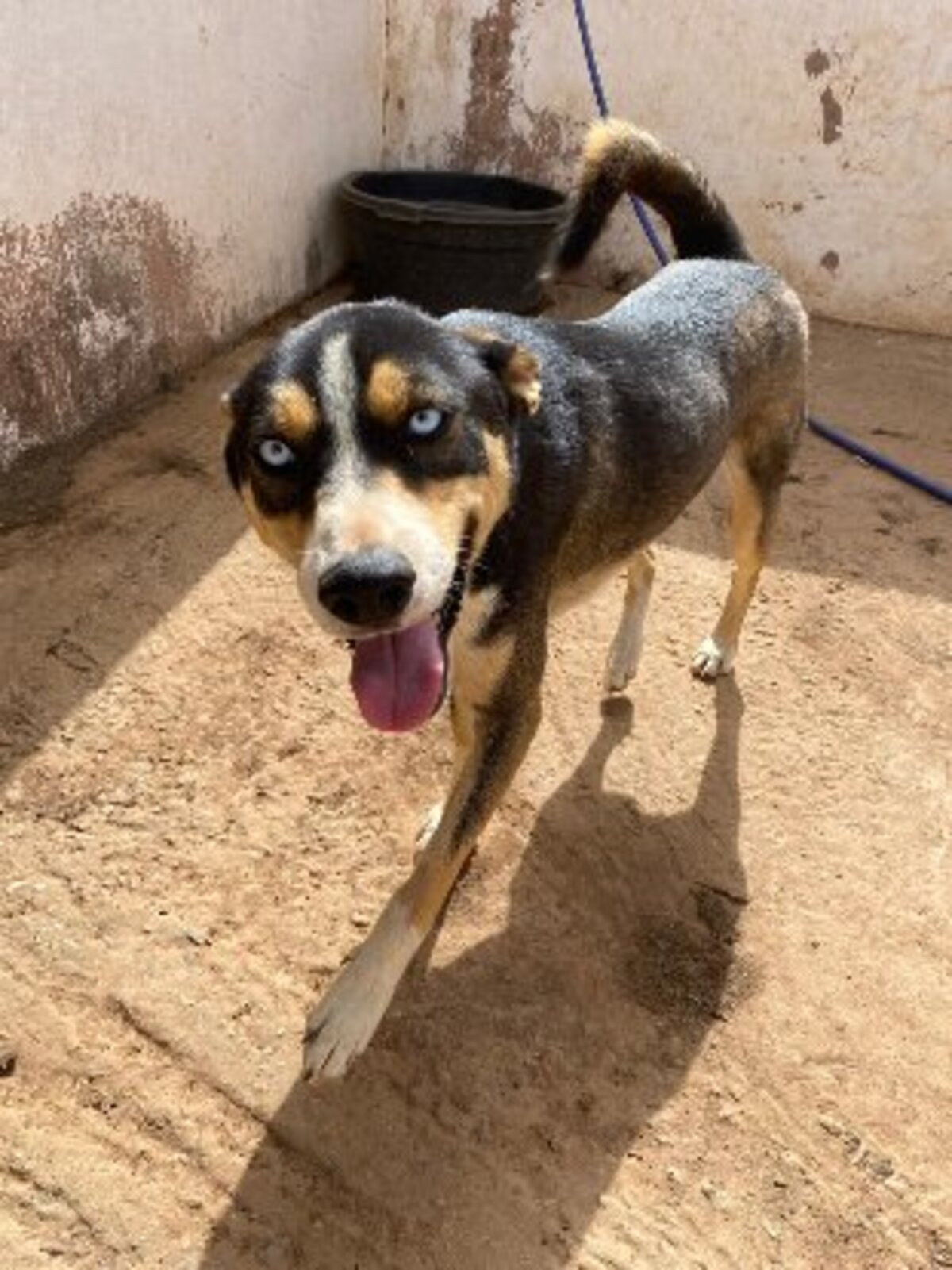 Adoption Charlie