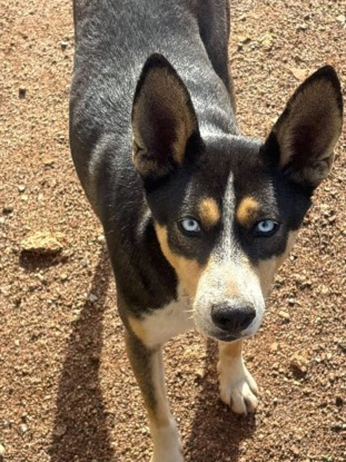 Adoption Charlie