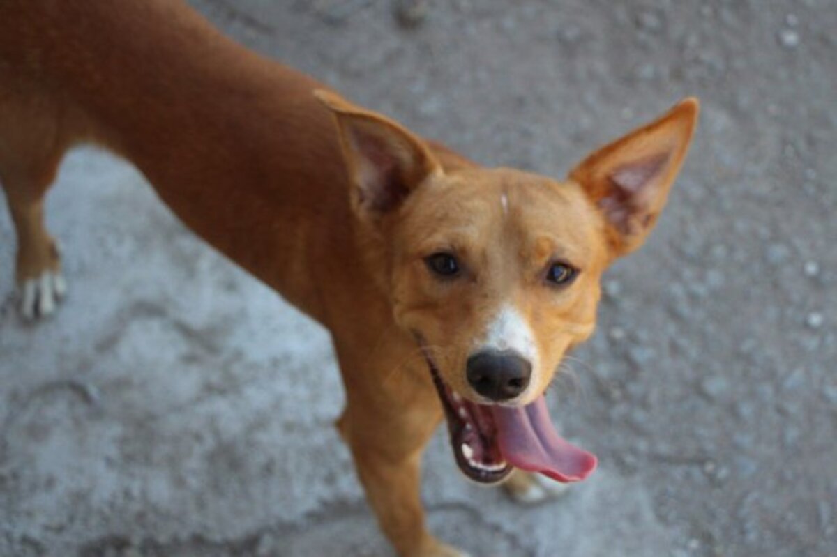 Adoption Charlie