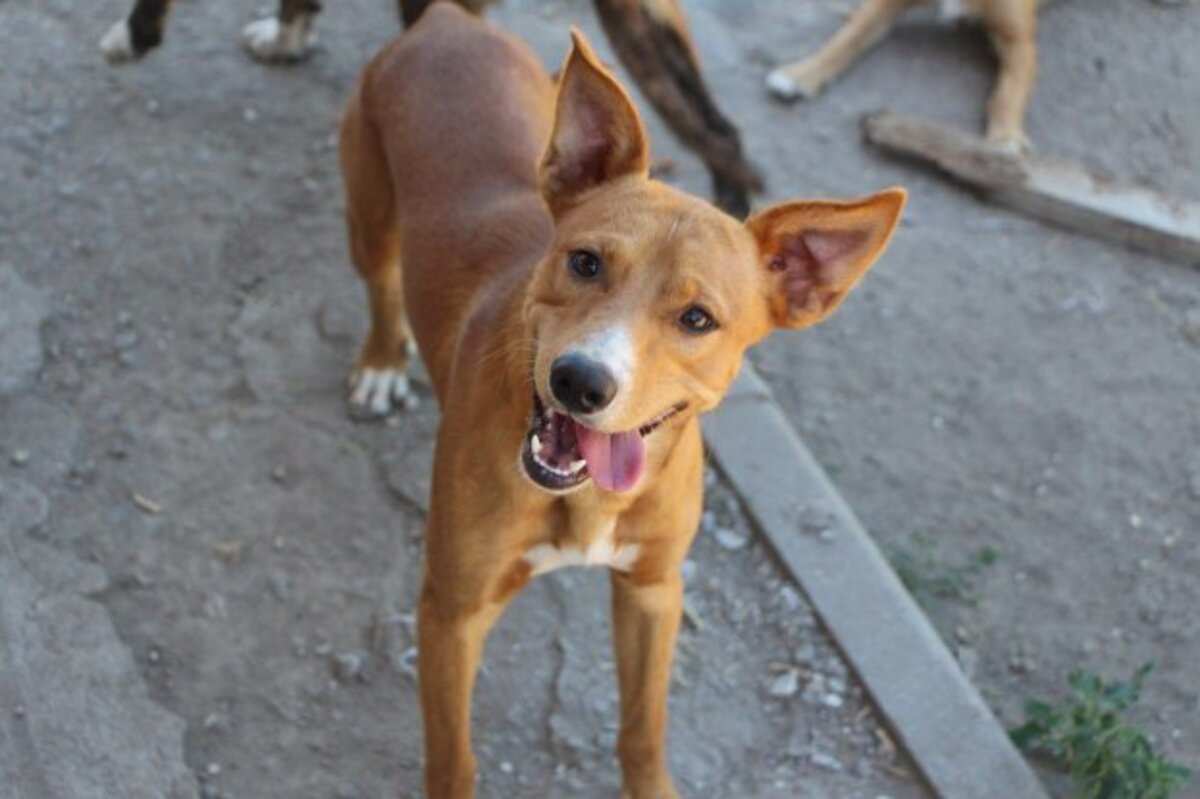 Adoption Charlie