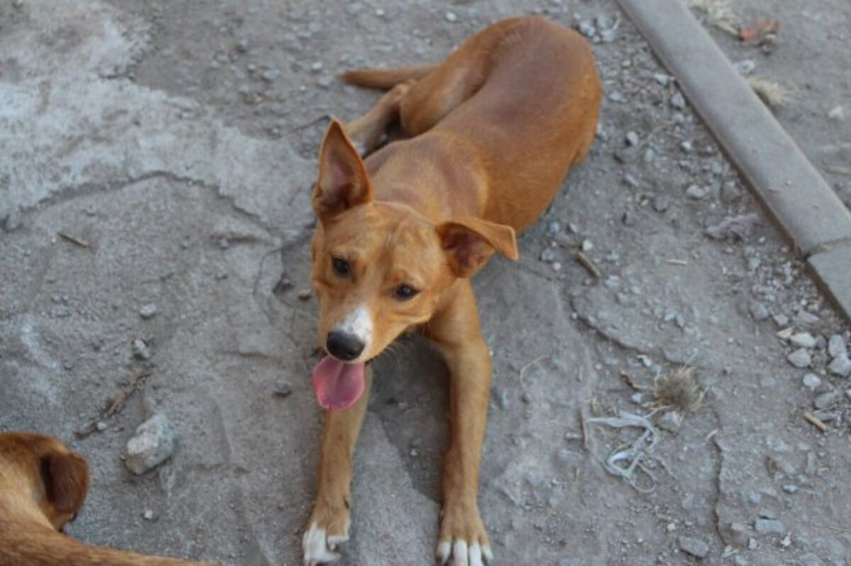 Adoption Charlie