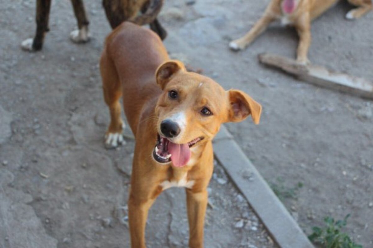 Adoption Charlie
