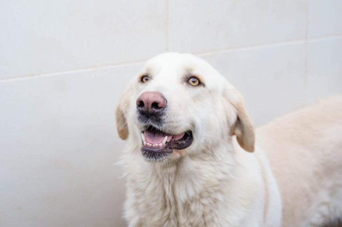 Adoption Chelo