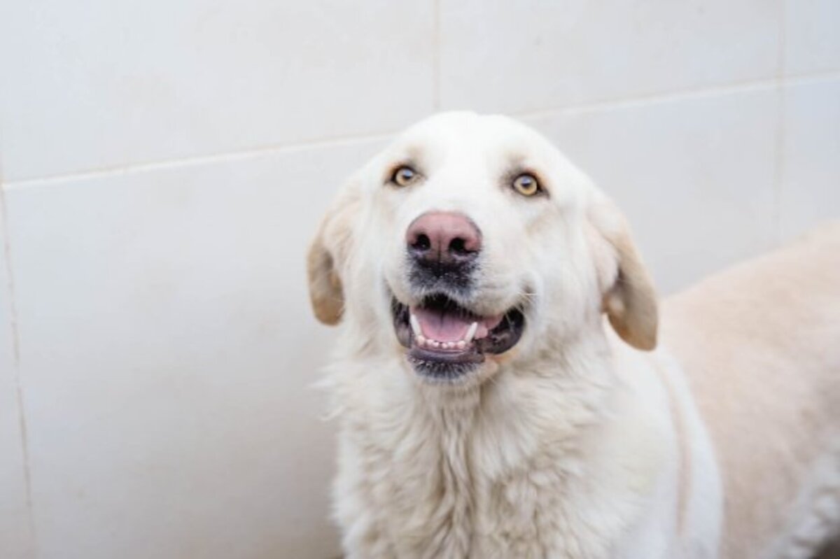 Adoption Chelo