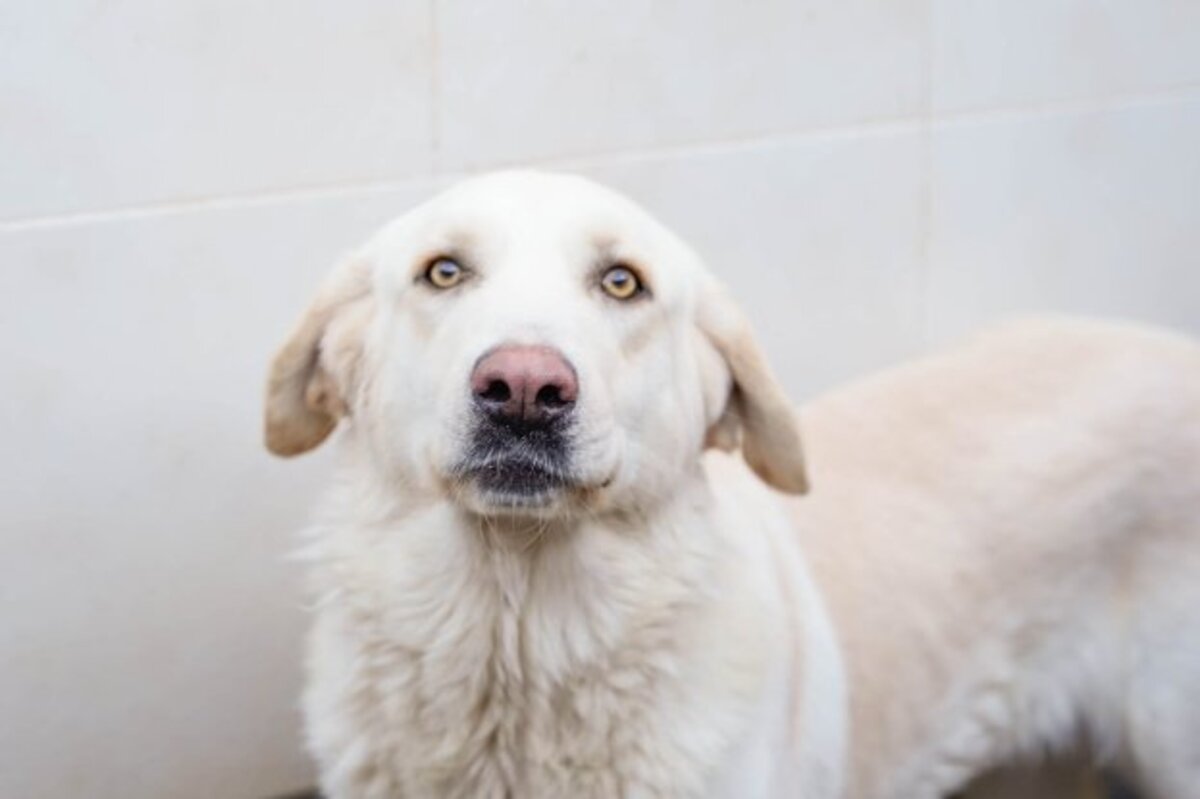 Adoption Chelo