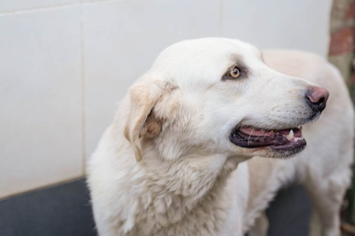Adoption Chelo