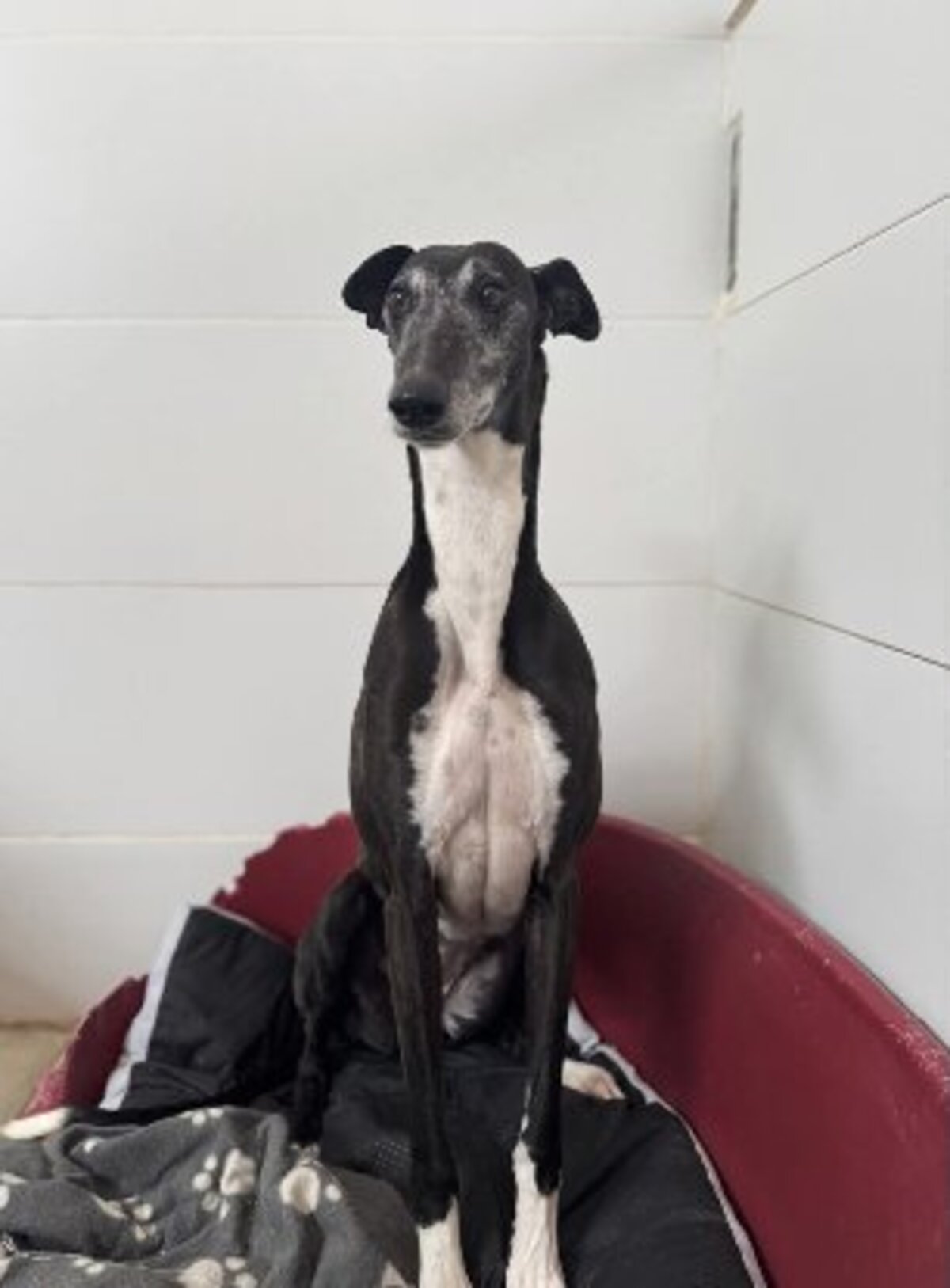 Adoption Cherry