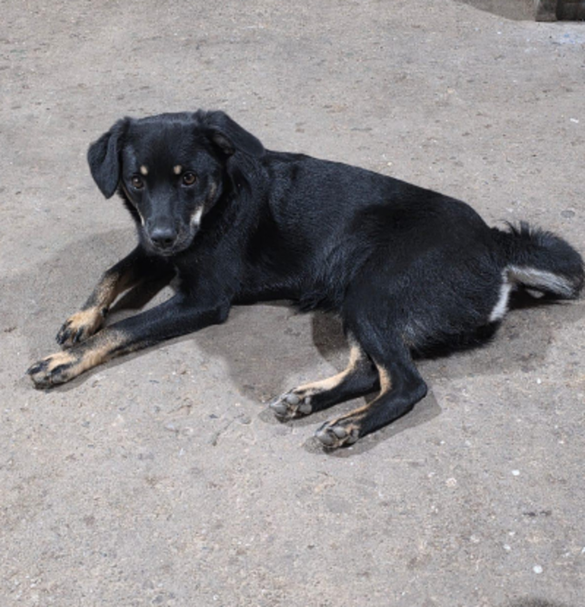 Adoption Chica