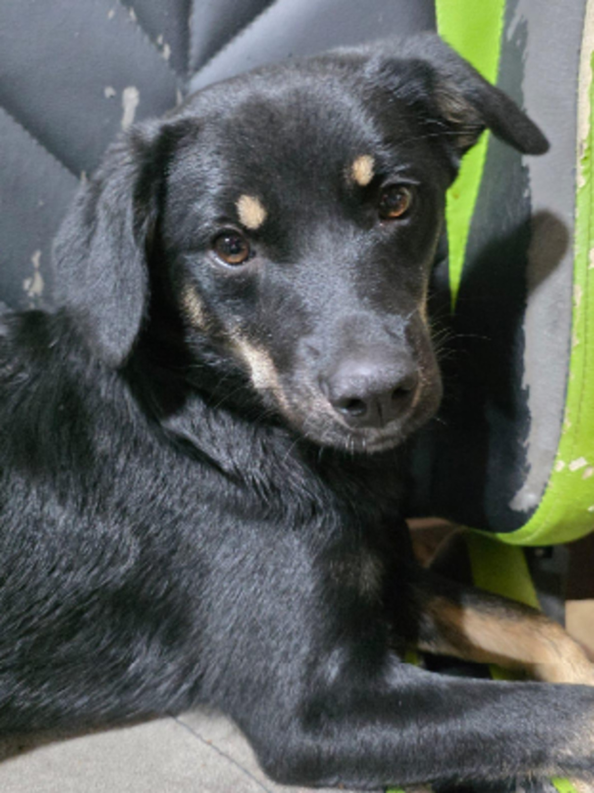 Adoption Chica