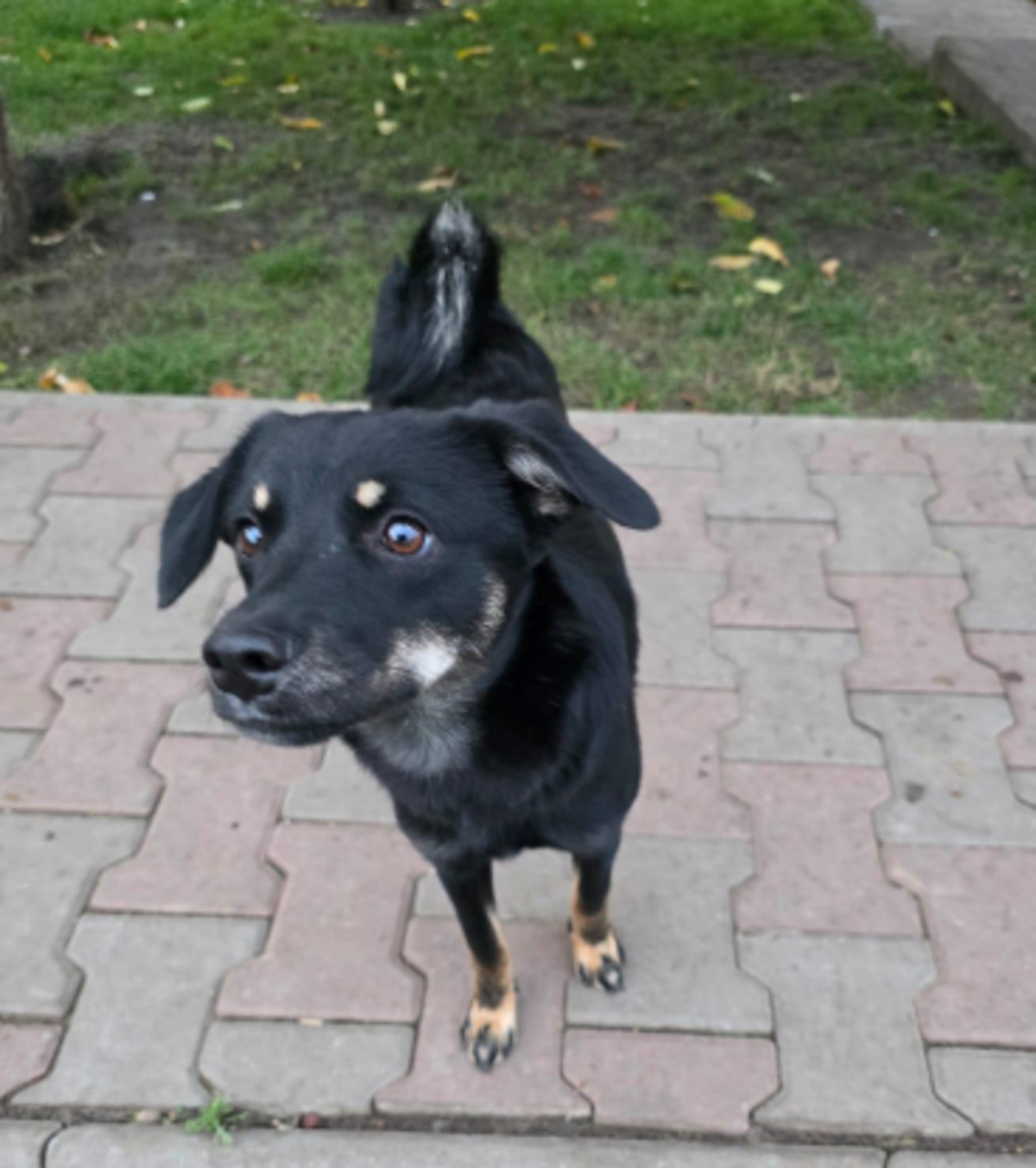 Adoption Chica