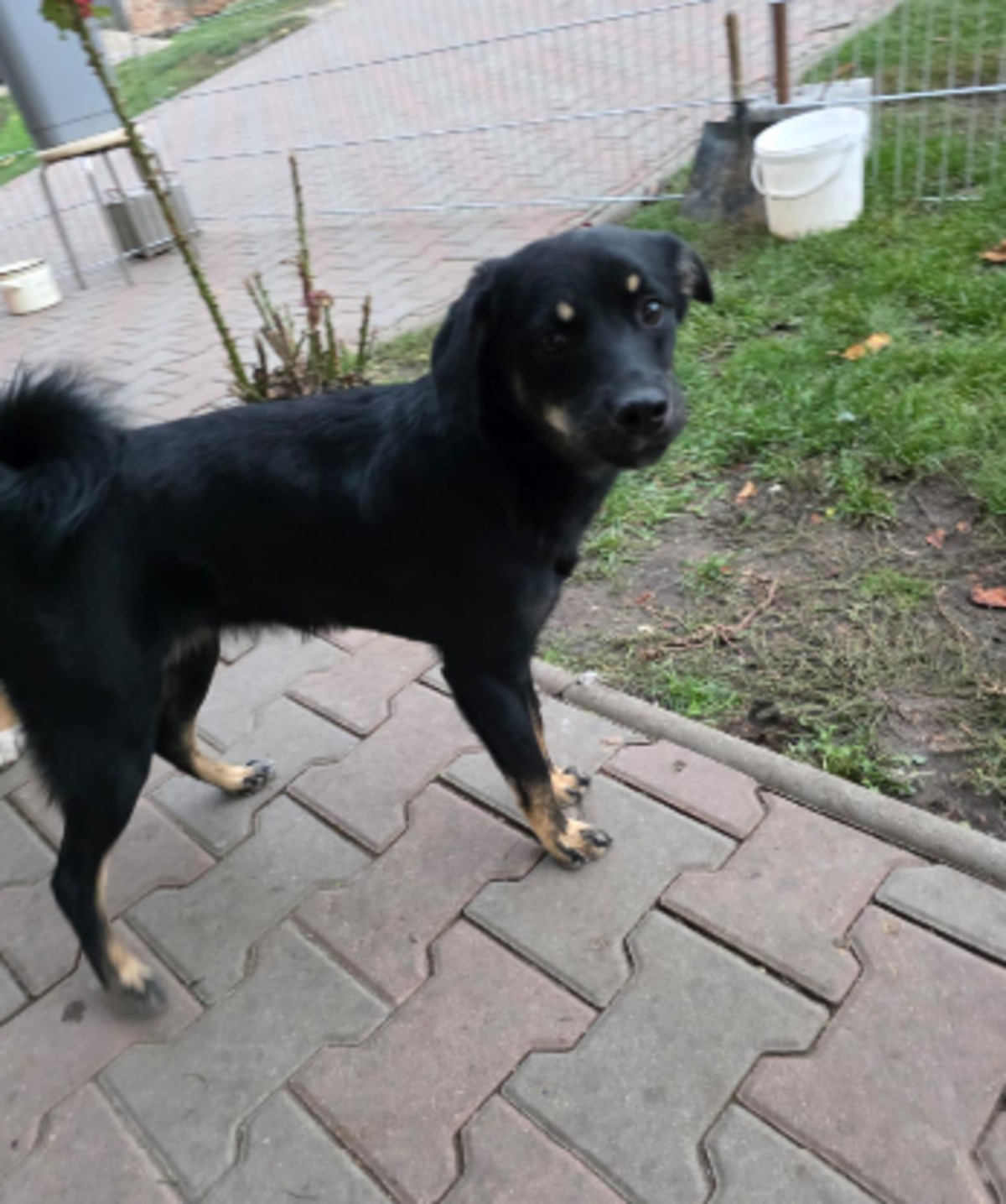 Adoption Chica