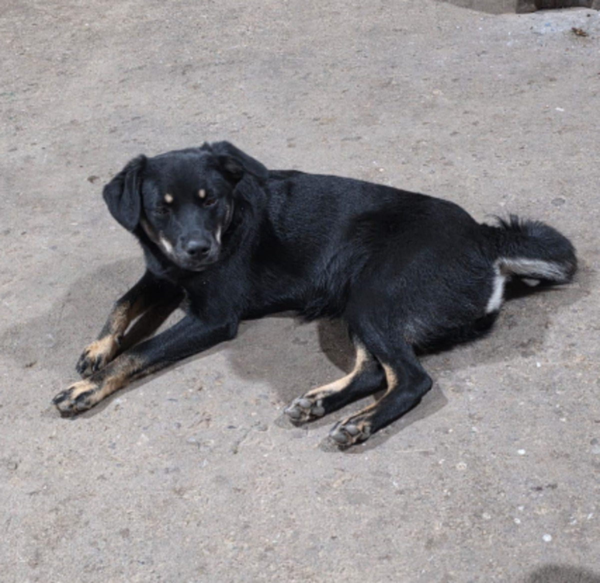 Adoption Chica