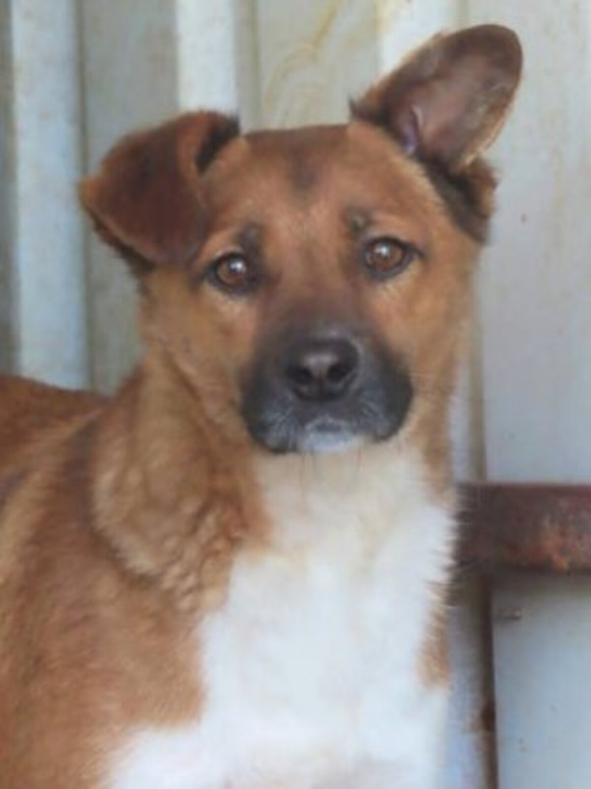 Adoption Chipiron