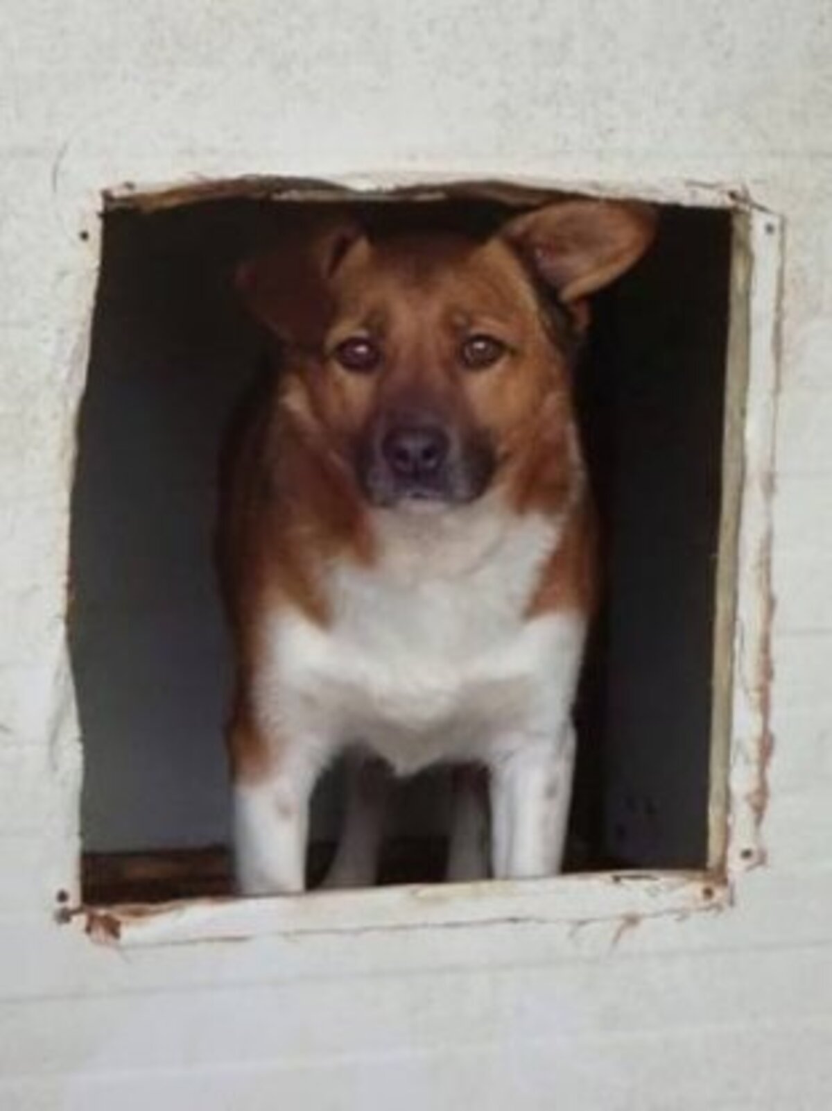 Adoption Chipiron