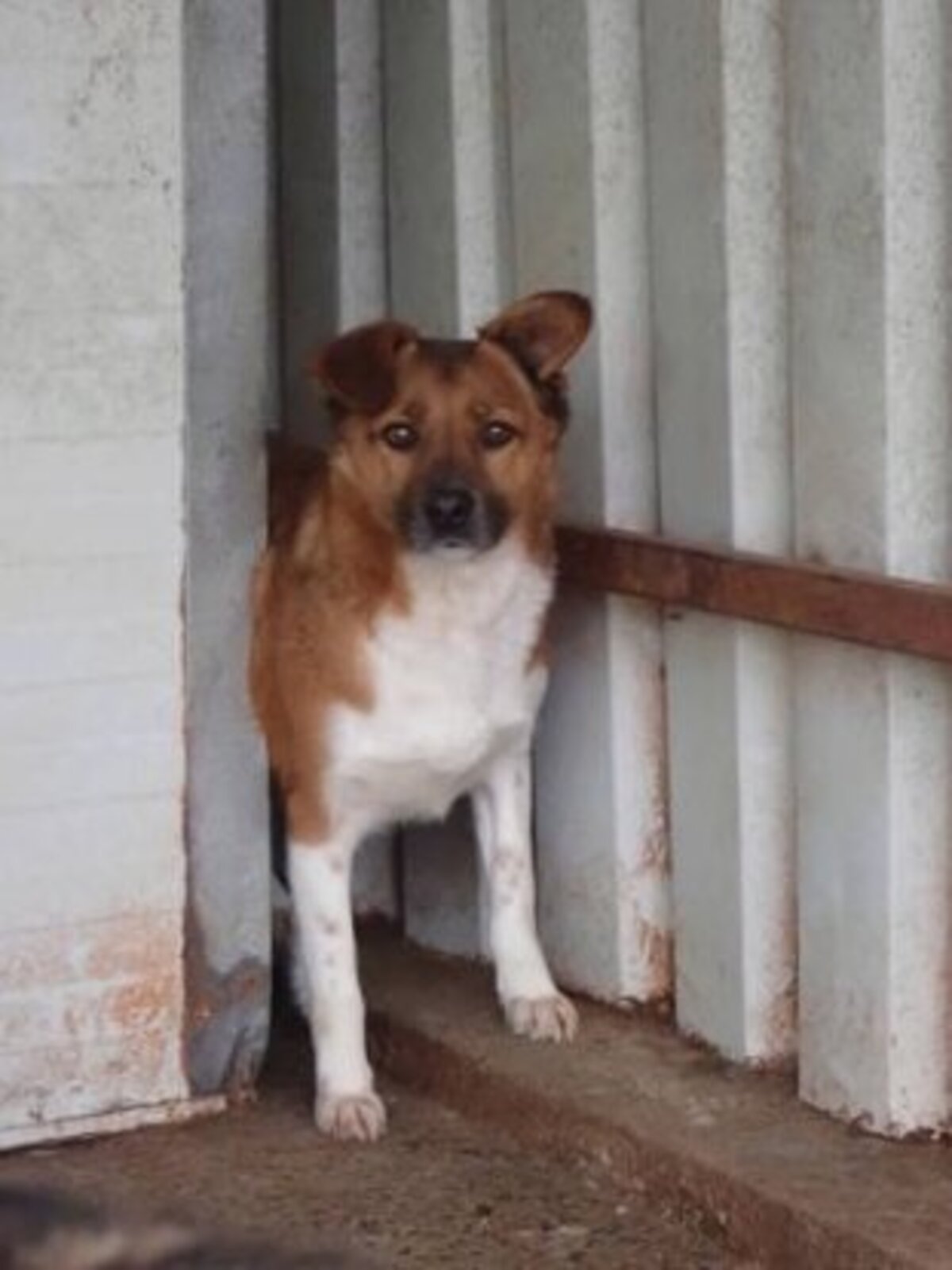 Adoption Chipiron