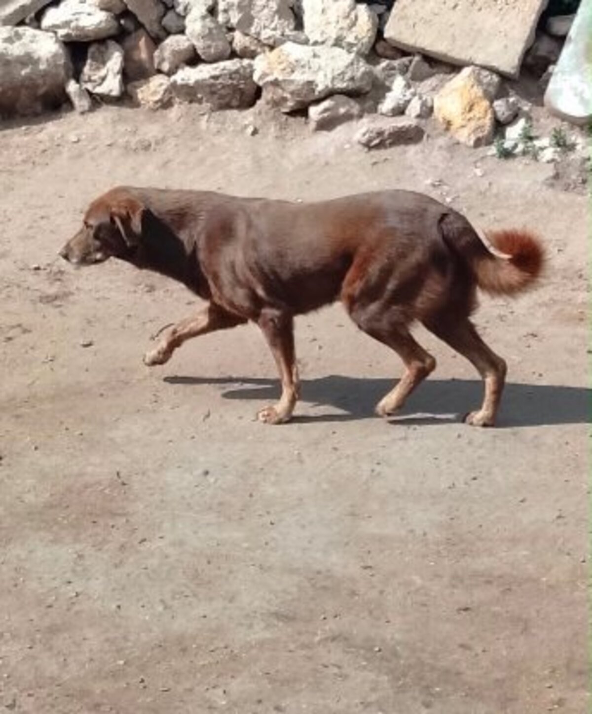 Adoption Choco du maroc!