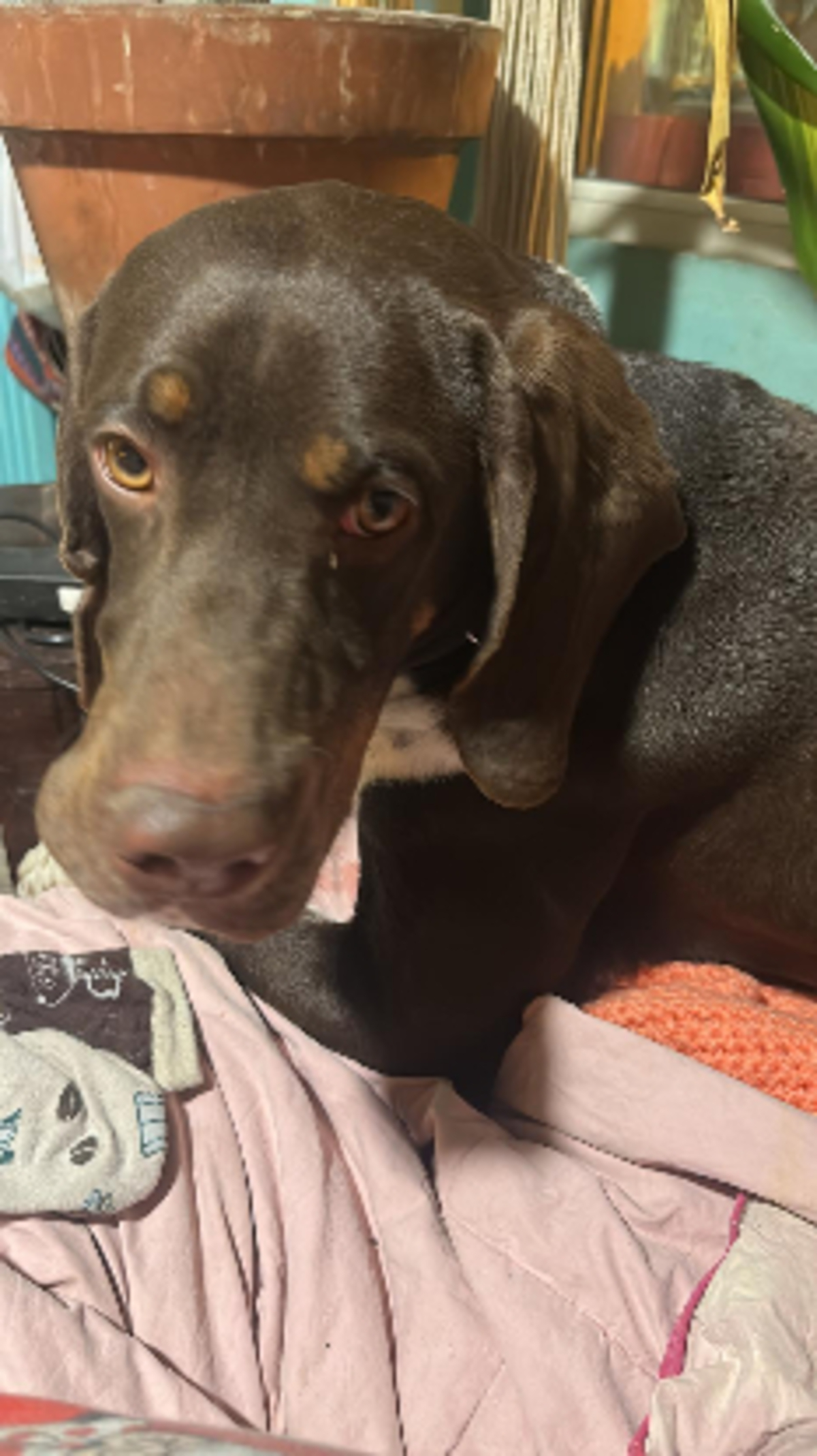 Adoption Chocolate