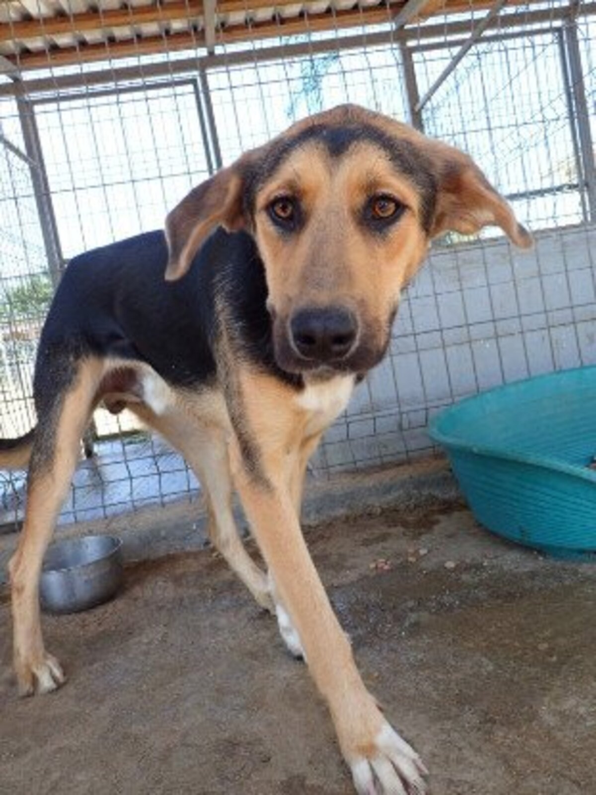 Adoption Chuan
