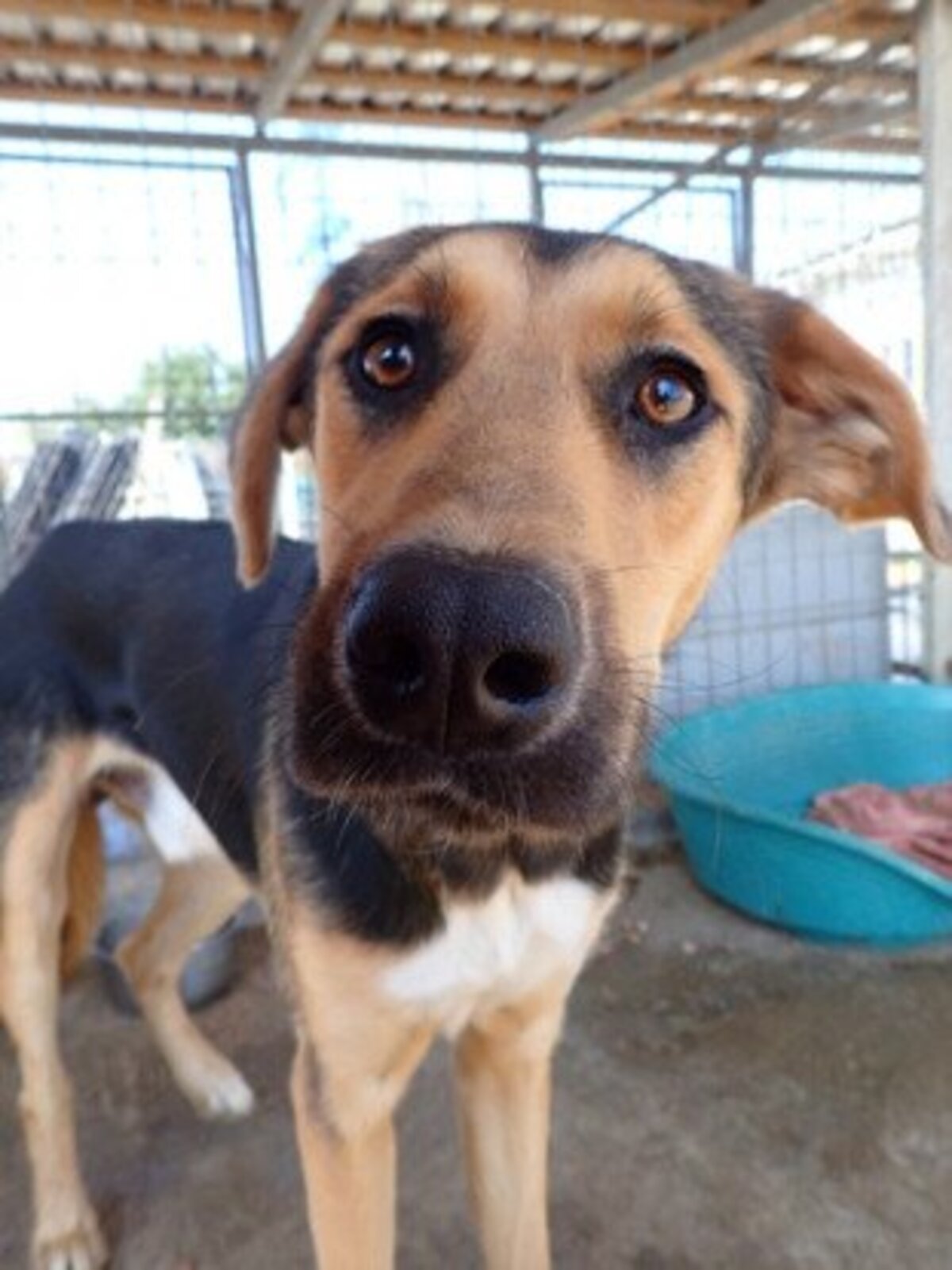 Adoption Chuan