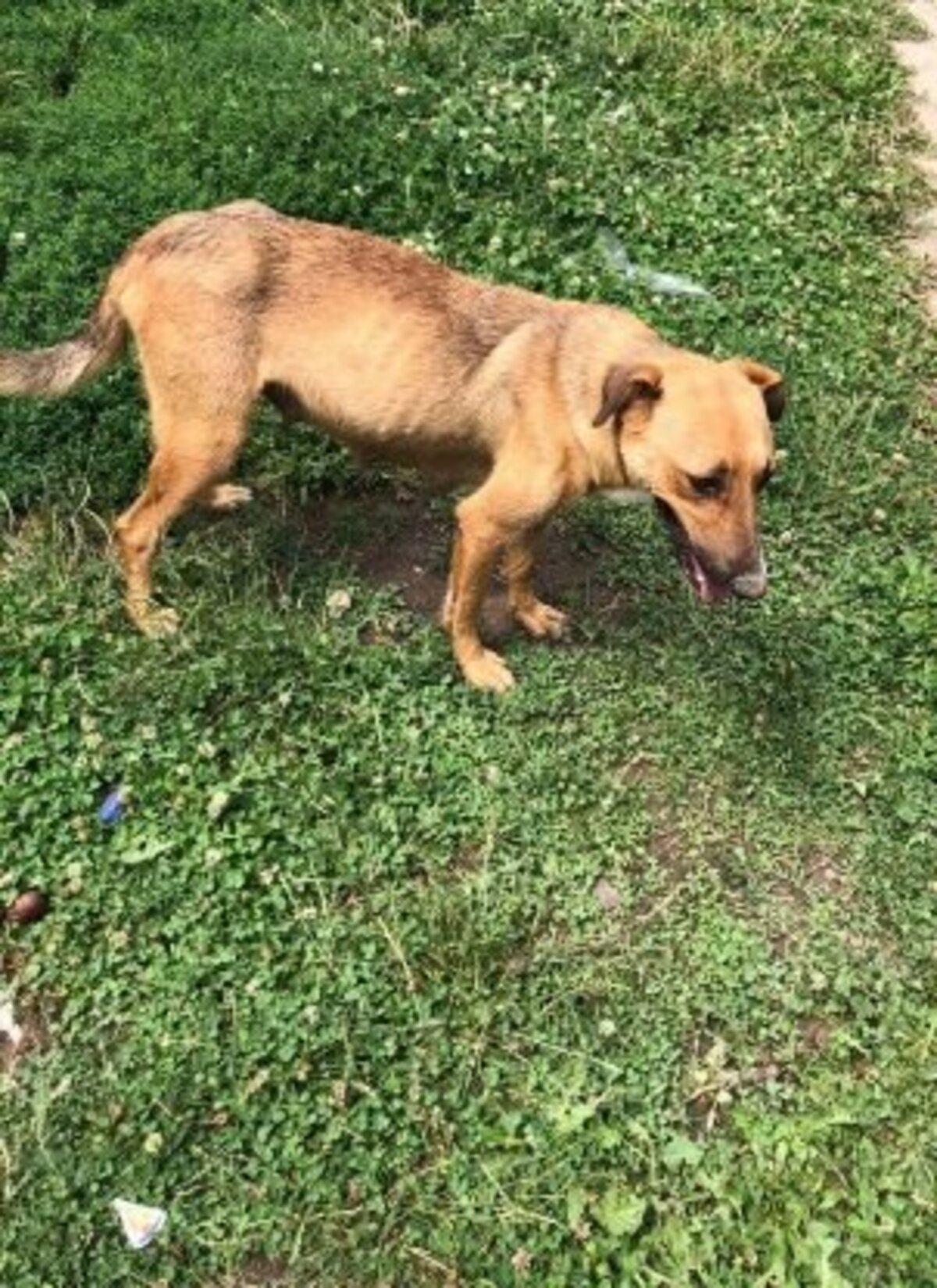 Adoption Chuppa