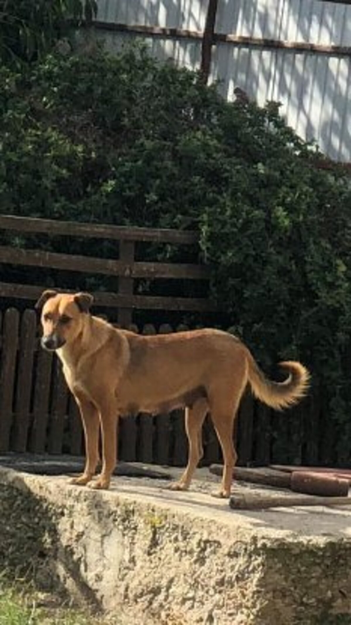 Adoption Chuppa
