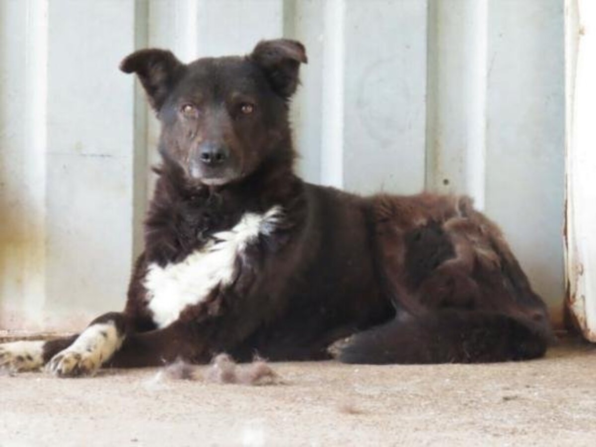 Adoption Chypre