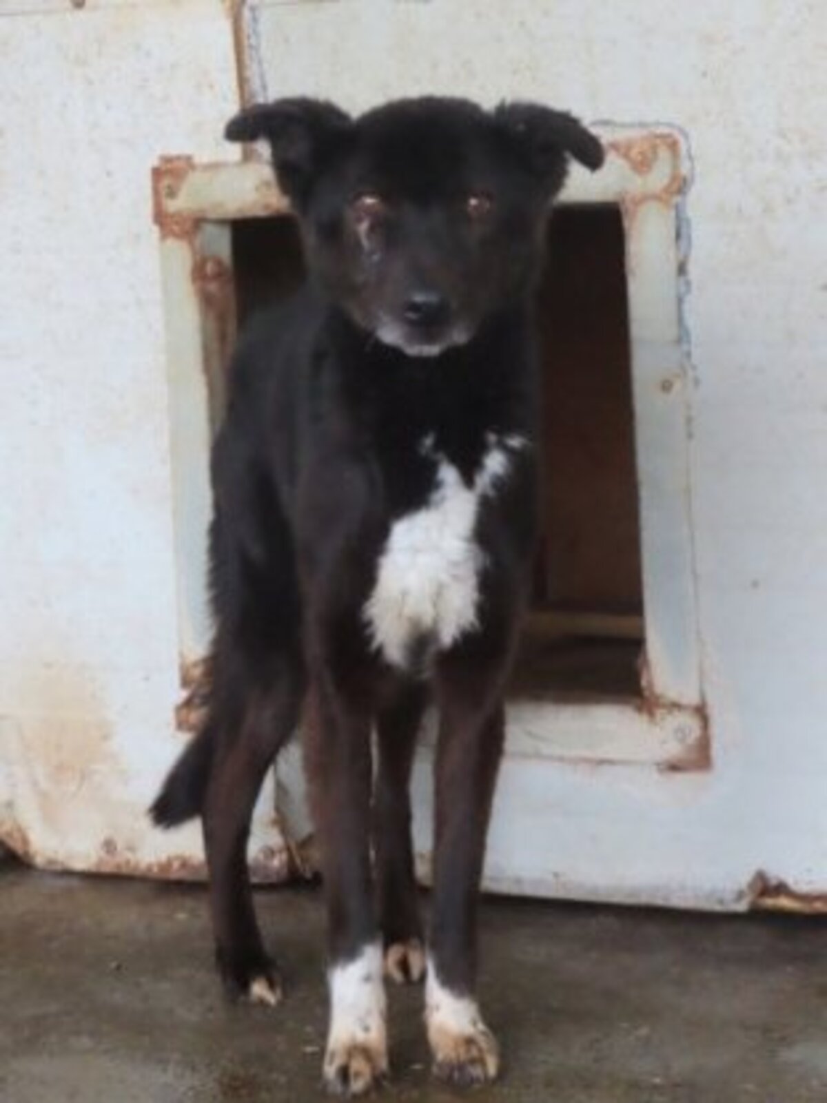 Adoption Chypre