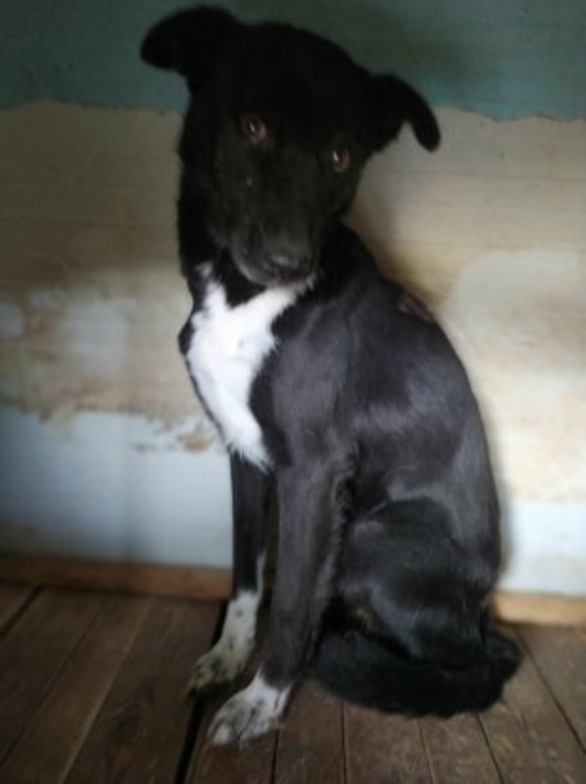 Adoption Chypre