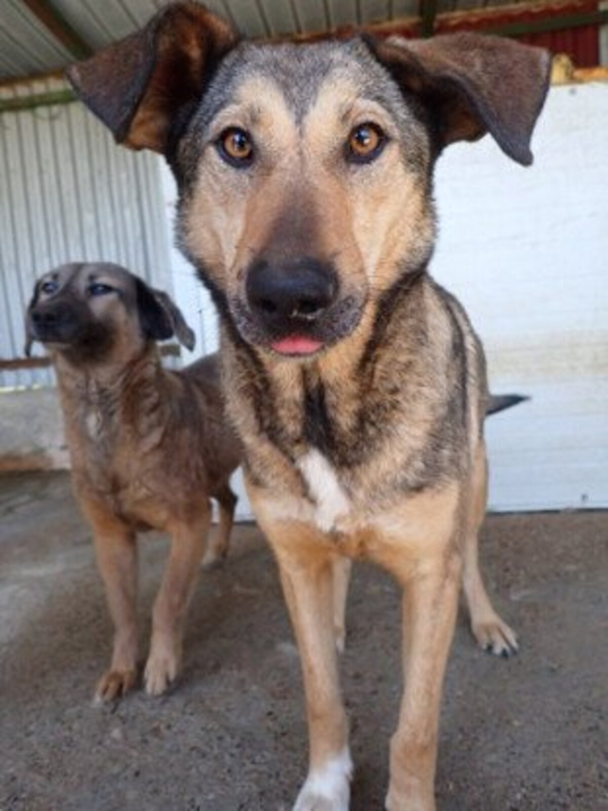 Adoption Ciacova