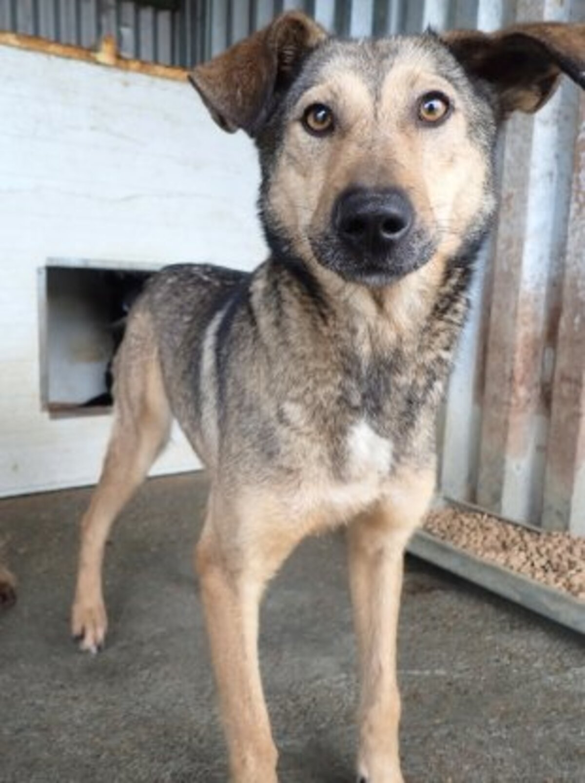 Adoption Ciacova
