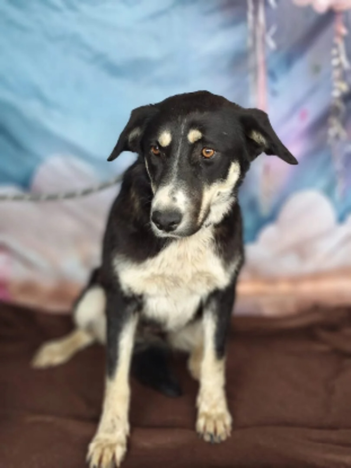 Adoption Ciboulette