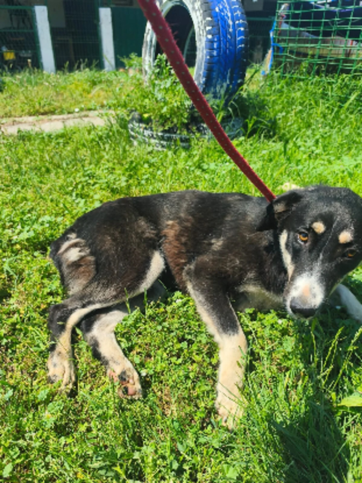 Adoption Ciboulette