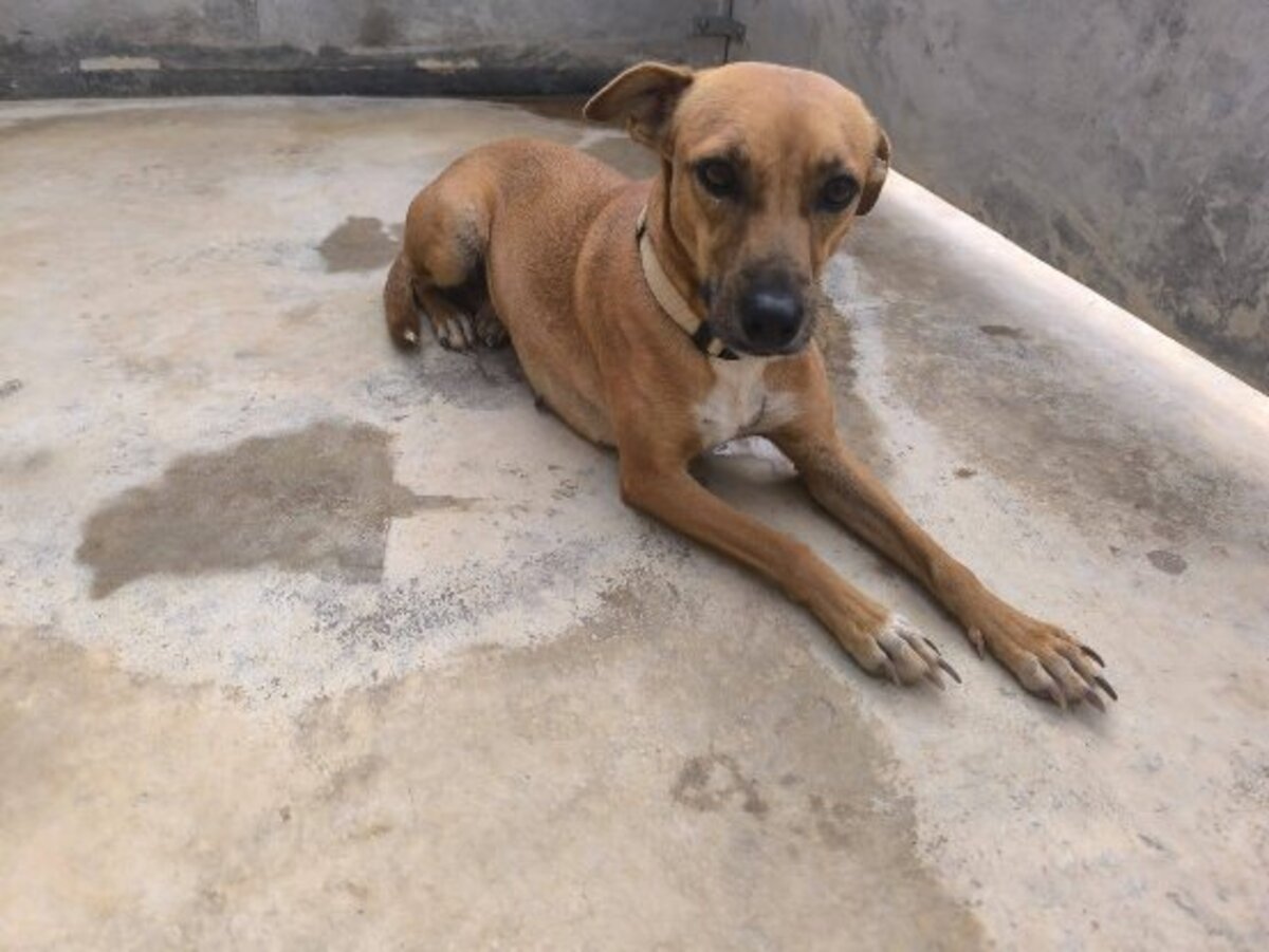 Adoption Cintia