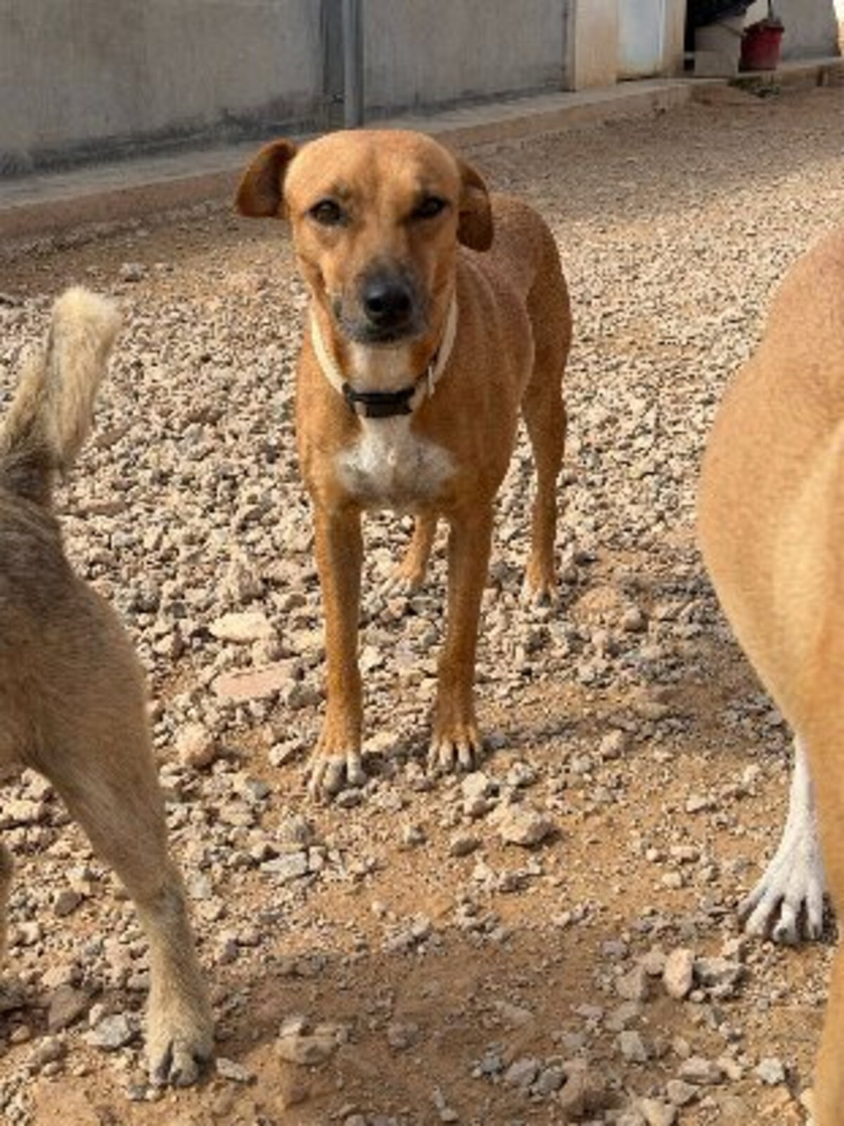 Adoption Cintia