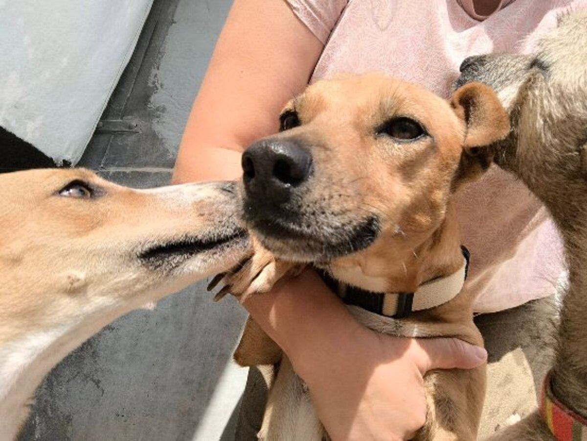 Adoption Cintia