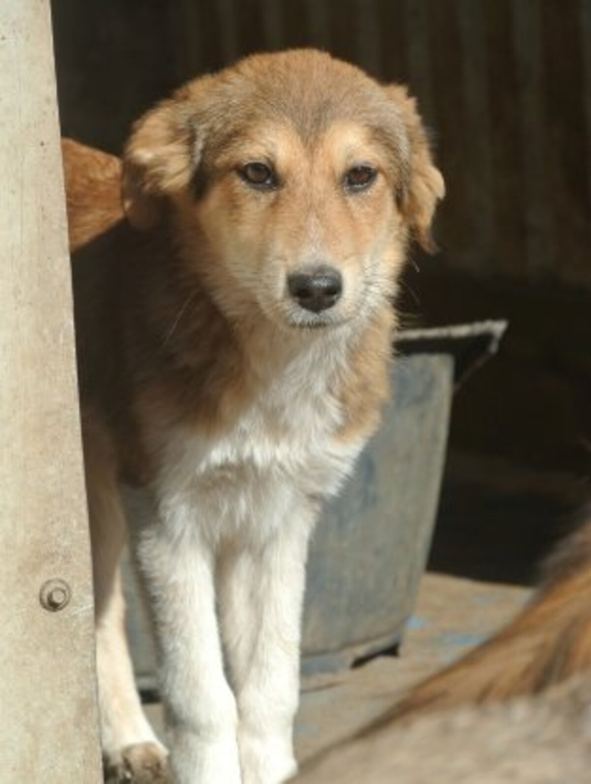 Adoption Clapa
