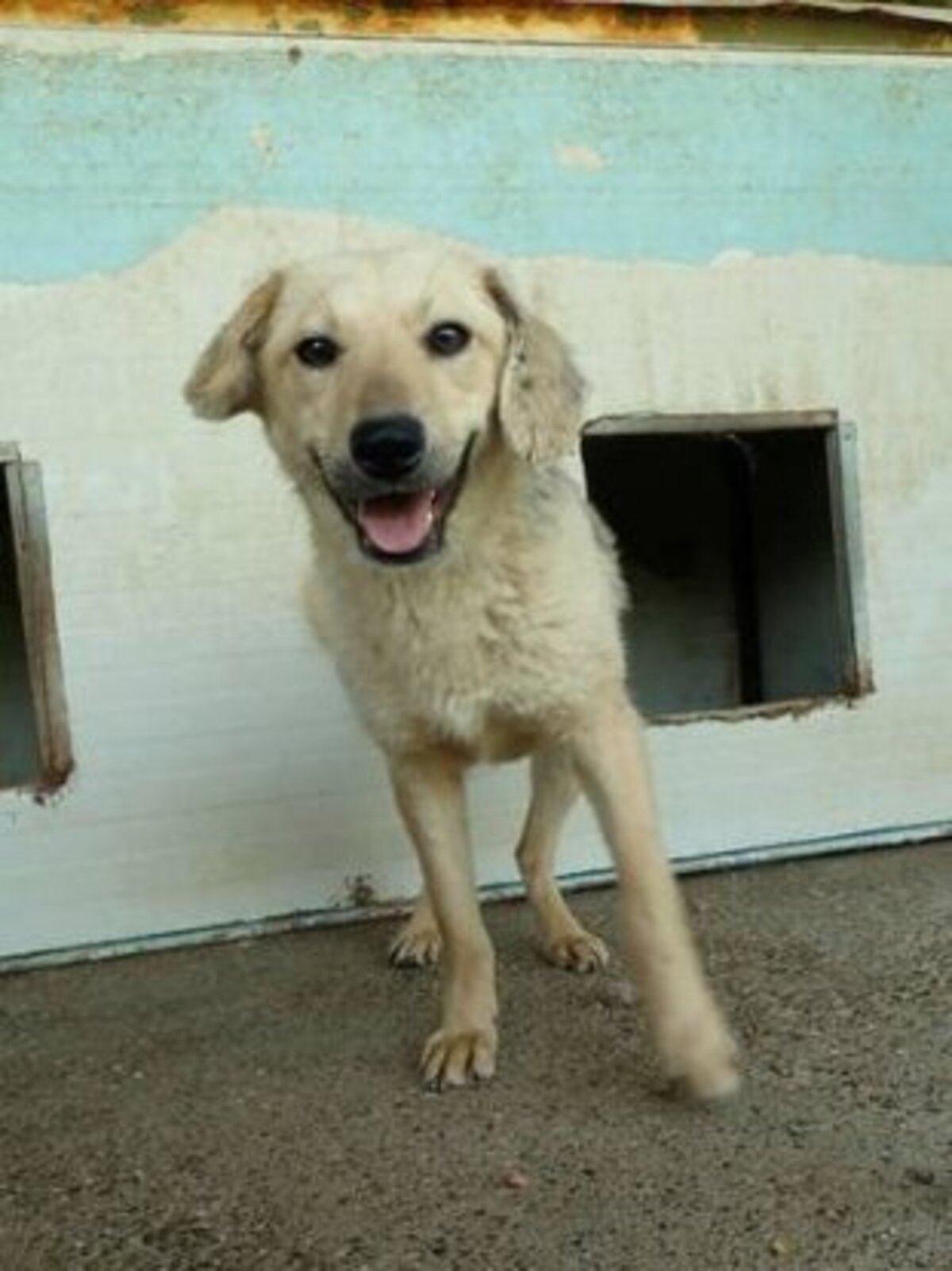 Adoption Clementine
