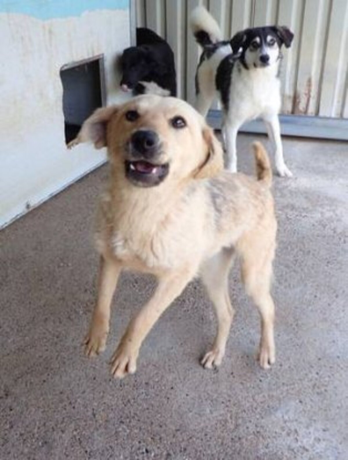 Adoption Clementine