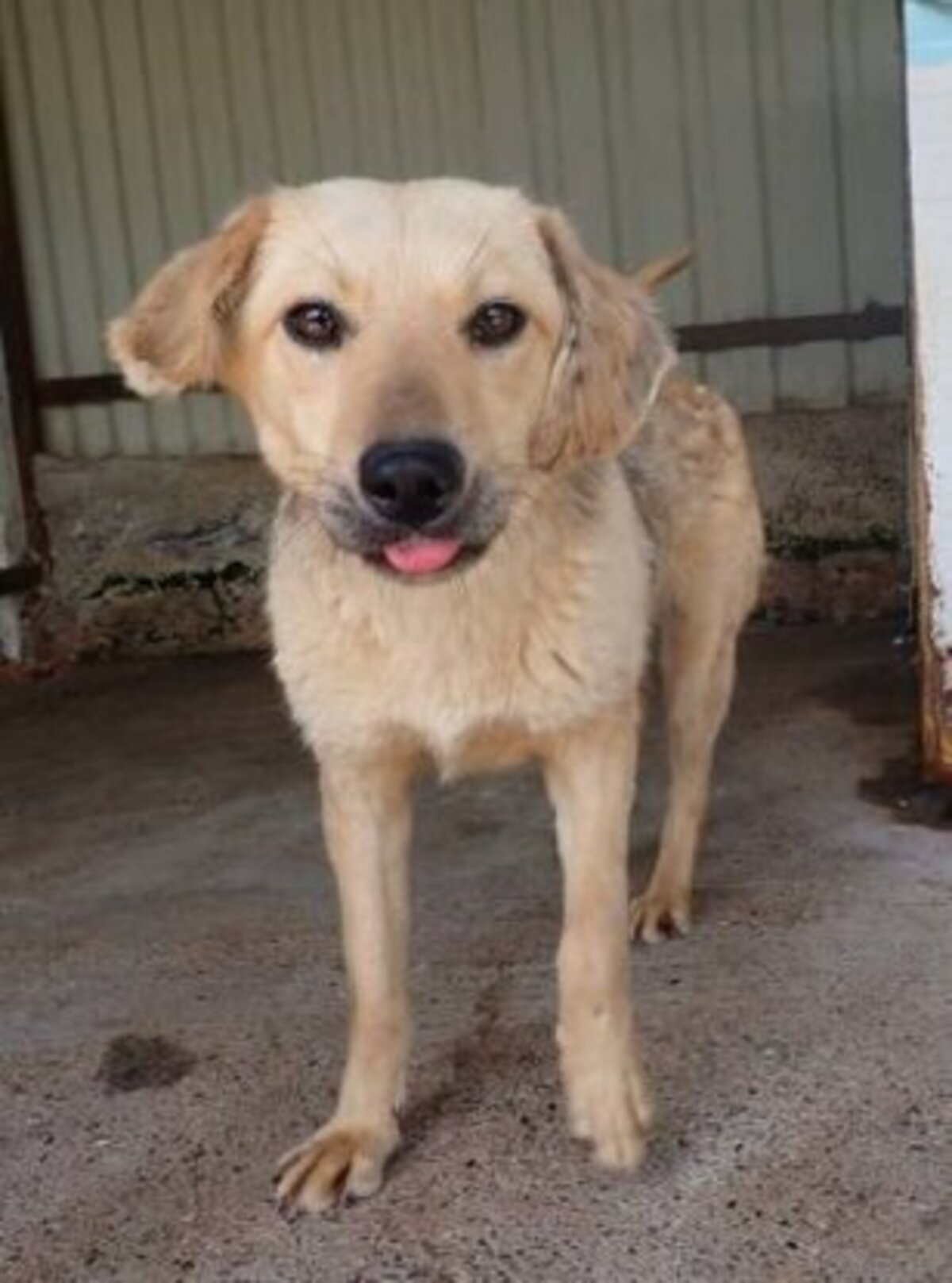 Adoption Clementine