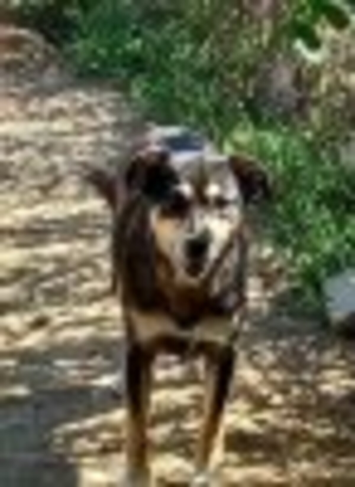 Adoption Cleopatra