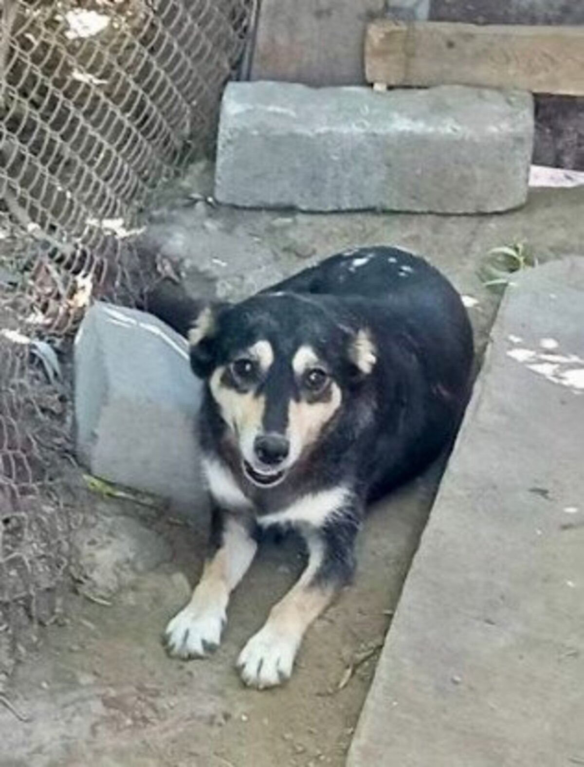 Adoption Cleopatra
