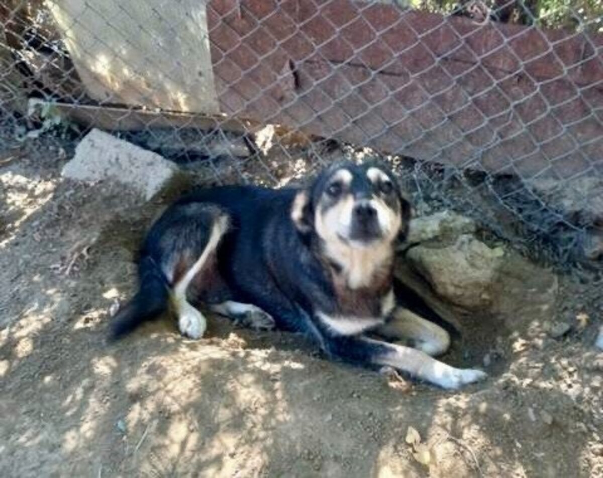 Adoption Cleopatra