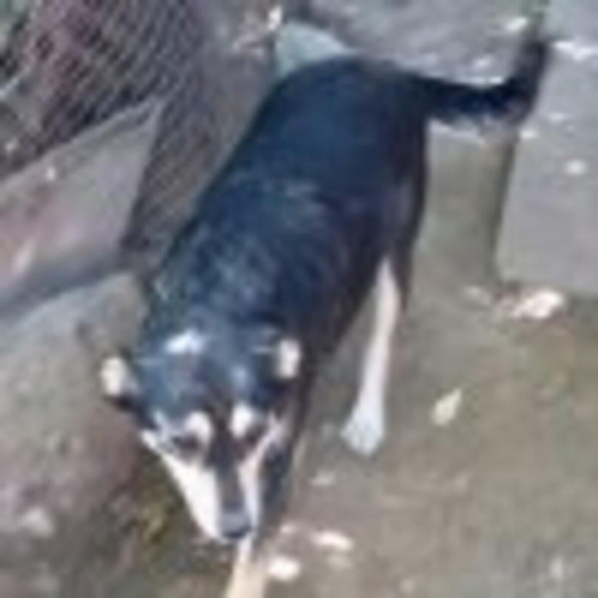 Adoption Cleopatra