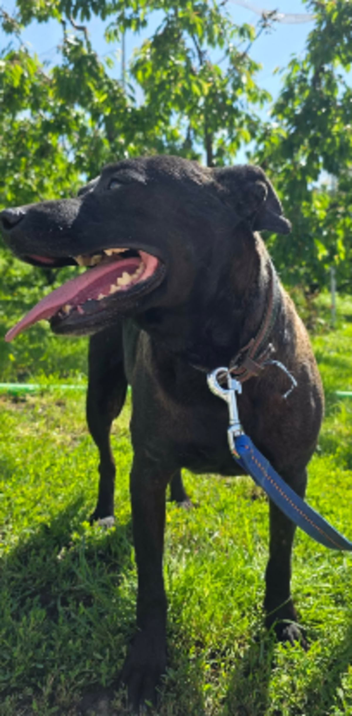 Adoption Clio